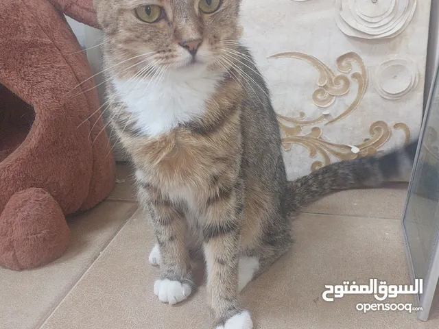 عرض قطط لتبني مخافت رب العالمين وعدم رميهم في شارع