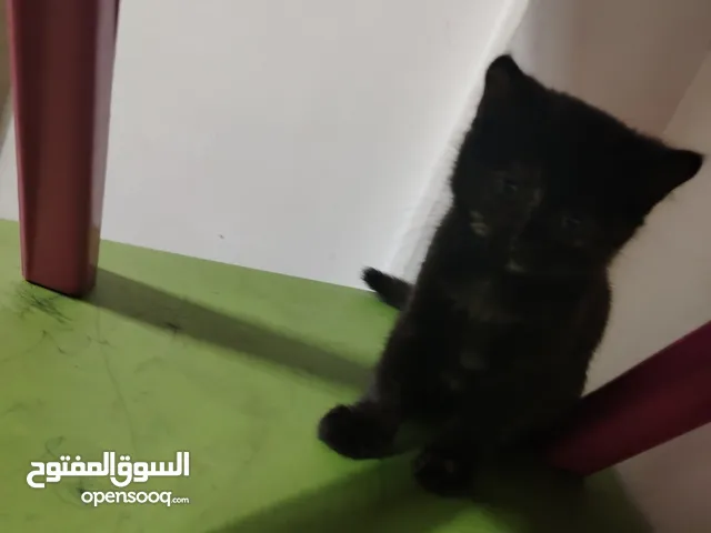 3قطط للتبني..