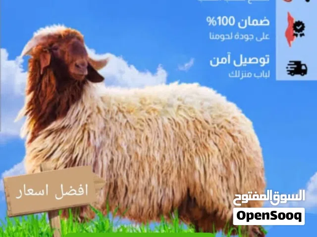 قصاب تحت الطلب جميع المناطق 24ساعة أقل الاسعار