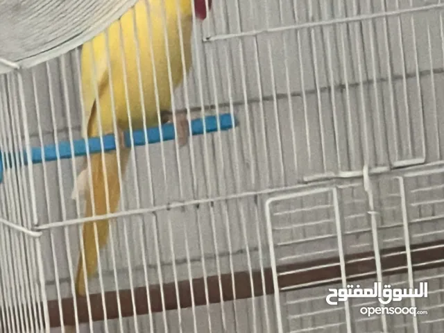 ببغاء درارة