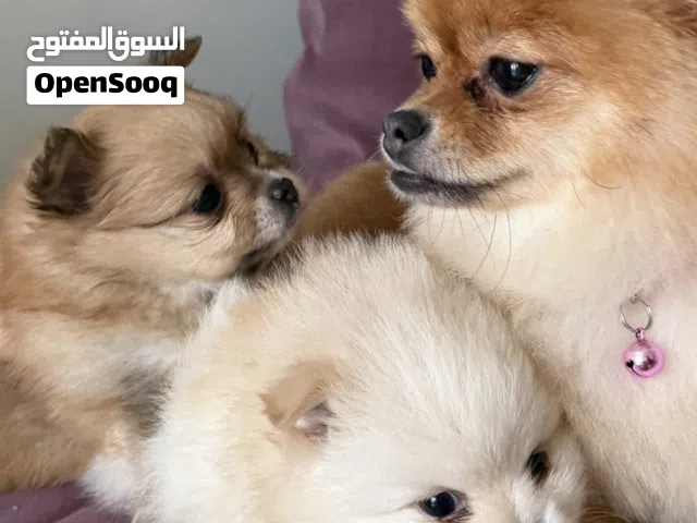 Puppy Pomarenian