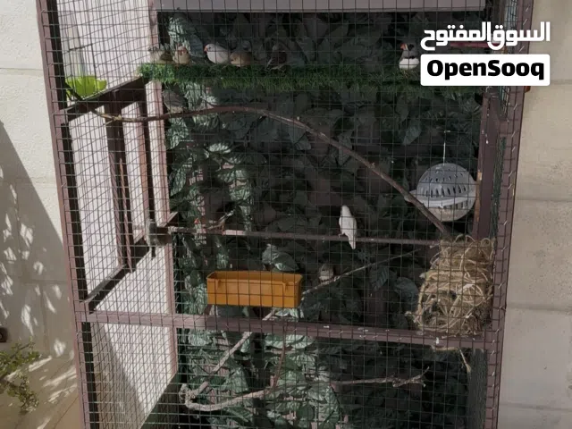 مطير عصافير