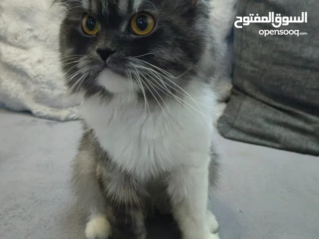 For free adoption Persian Male  Cat