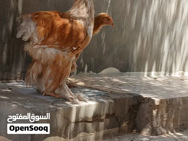متوفر كوبيا ليموني موصفات ربي يبارك