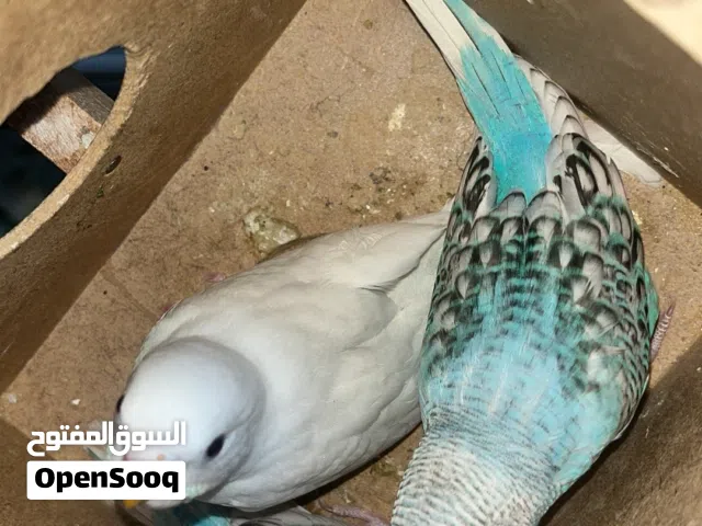 كوبيه بقلينو مصوقره الله يبارك تحتها 3 فروخ يمشو حتا ترويض