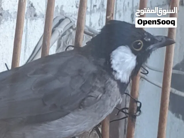 بلبل وحشي مال كصبه