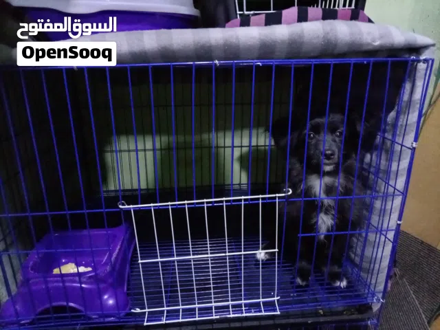 جريفون فرنساوي اسود اللون