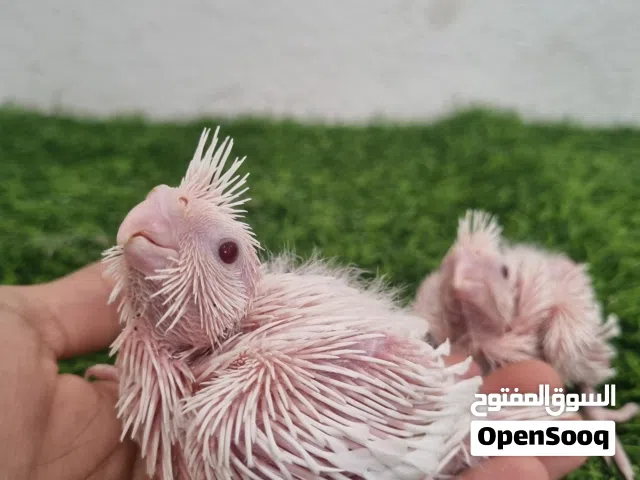 افراخ كروان البينو حمرا ولاتينو وهولندي ونورمال وحبشي وجميع الاصناف تواصل معي وابشر بالي يطيب خاطرك
