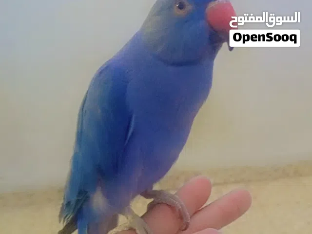 ببغاء دره نيلي