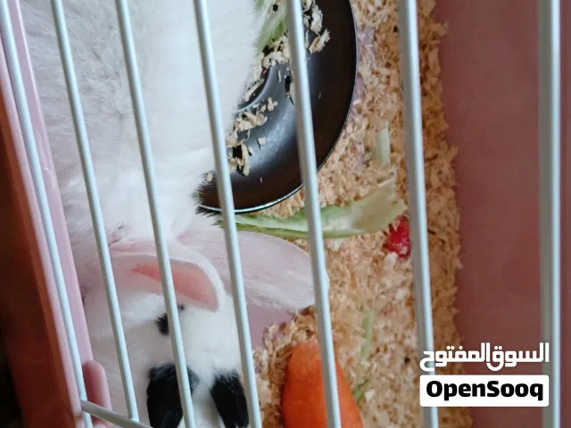 ارانب للبيع اليفات