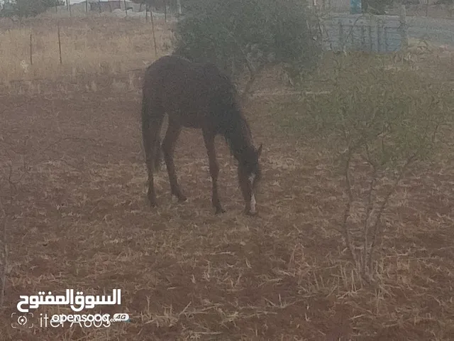 مهر للبيععمره