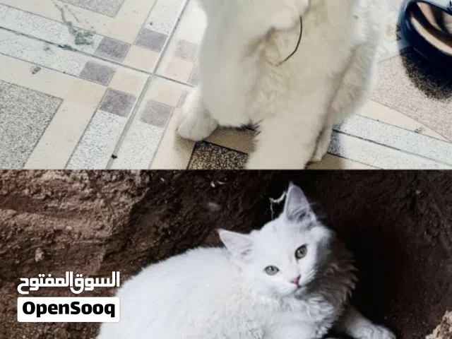 قطط خوات ملقحات للتبني بسبب عدم الفرغه