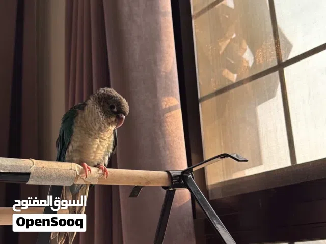 3 month old baby turquoise green cheek conure