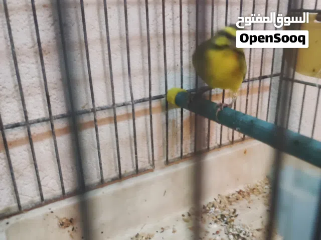 دكر كوركرينو