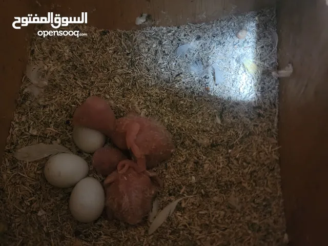 زوج لوفبيرد البينو عيون حمر منتج مع فرخين