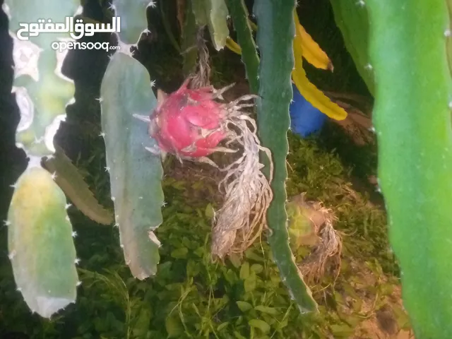 اشتال داجن فروت فاكهة التنين للبيع من الموقع