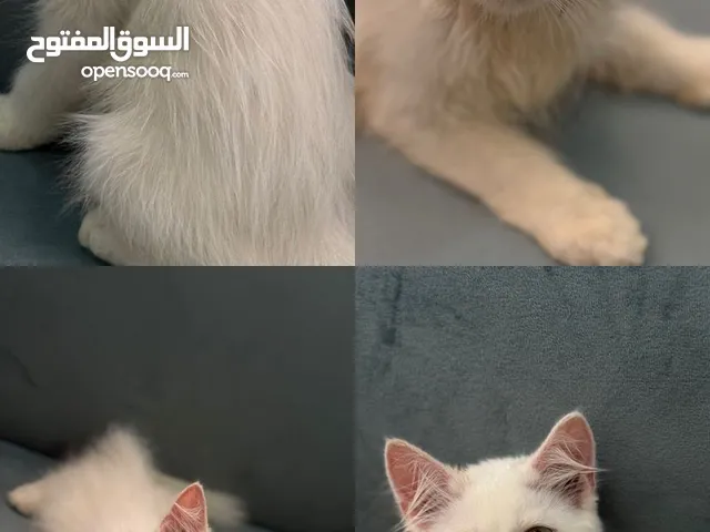 للبيع قط الي تربيه مكس ما بين هملايا و الانجورا العمر ثلاث أشهر تقريباً