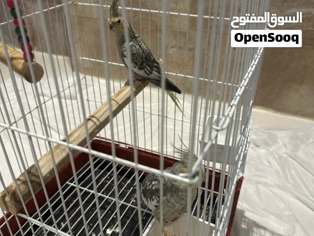 كوكتيل ذكر وأنثى