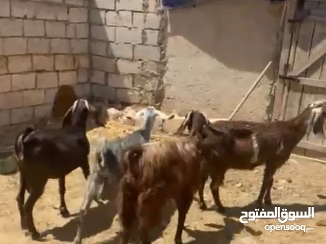 صلي على النبي ماشاء الله شغل حليب 4 معزا 3 ثنايا 1رباعيه السعر 600