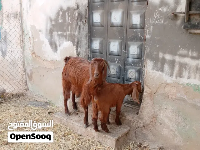 عنز ريشه الحبه عنز الصلاه على النبي عنز حليب وط ولحم وراها سخنه