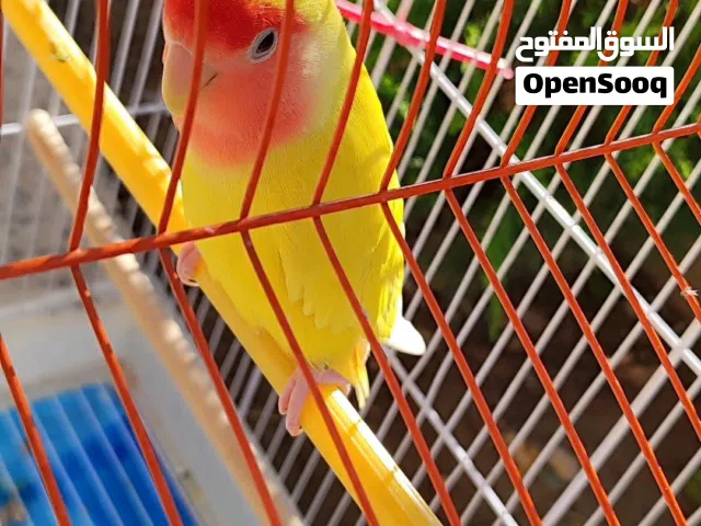 غندورة روز