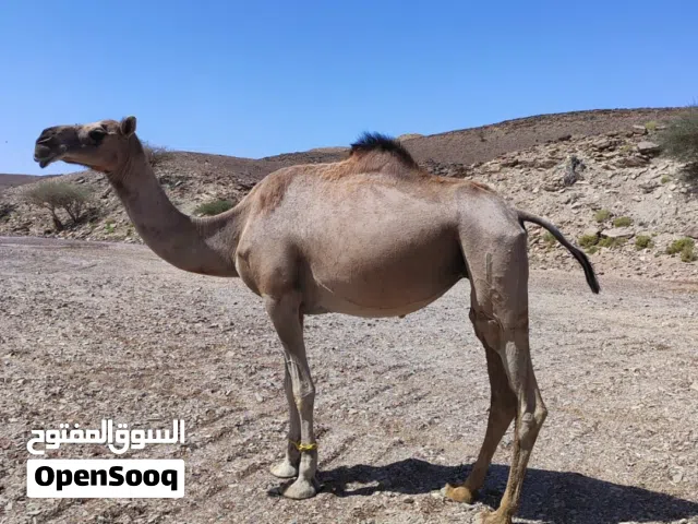 للبيع ناقه