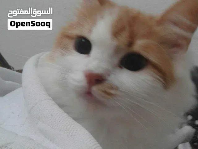 قطط للتبني بلدي