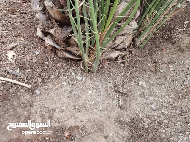 صرم فسايل خلاص الظاهره