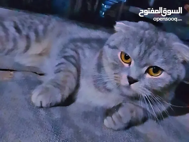 قط سكوتش للبيع