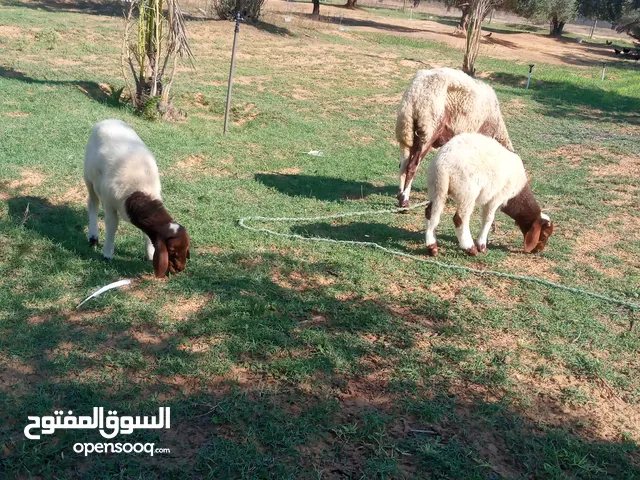 نعجه اول جمع تحتها خرف وفطيمه العمر شهر ونص المكان قصر بن غشير  