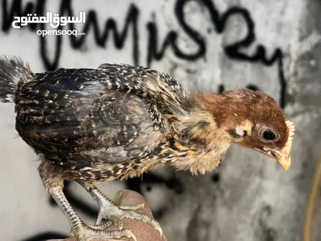 مرحبا بكم للبيع كتاكيت فيومي تربيت دار و نضافه