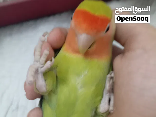 السلام عليكم متوفر بركديلو اقرا الوصف