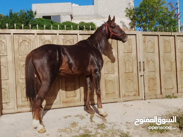 .حصان نخب اول قرائة الوصف