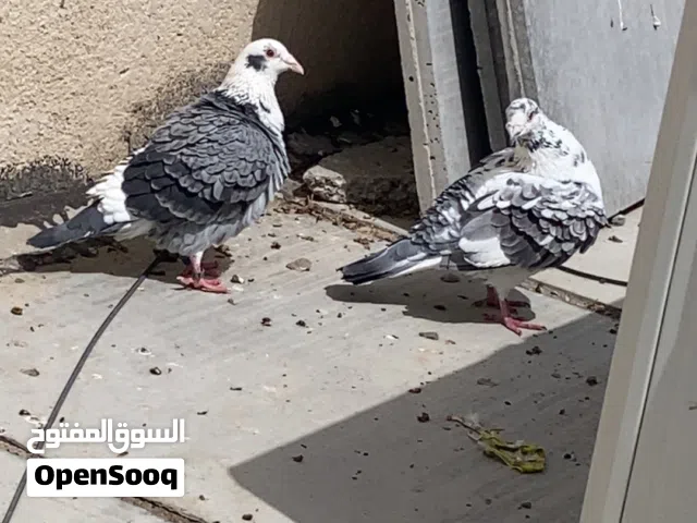 طيور بصحه ممتازه