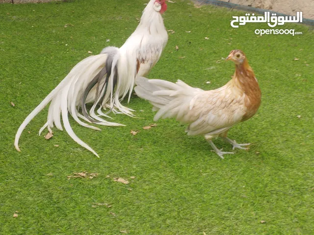 ديك وعتوقة فينيكس الياباني على فتوح