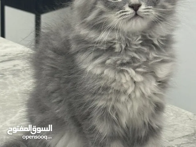 قطو شيرازي ذكر