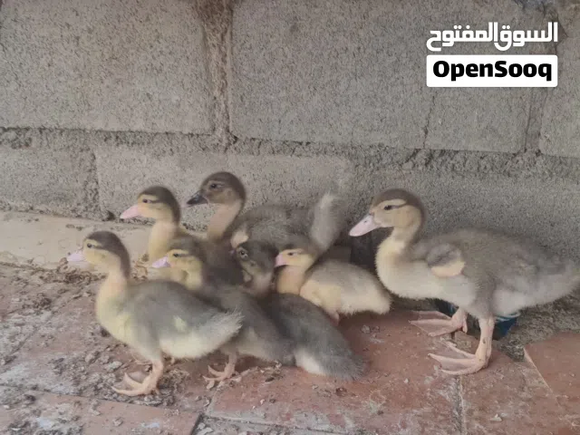 كتاكيت بط عماني مصري