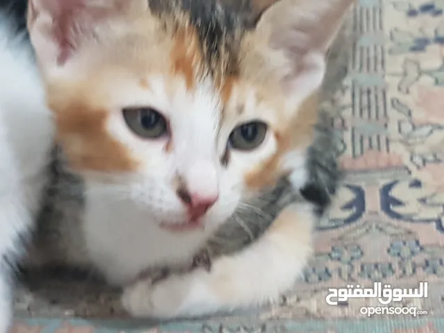 Kittens for Free Immediate Adoption