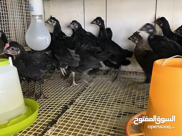 للبيع دجاج عربي