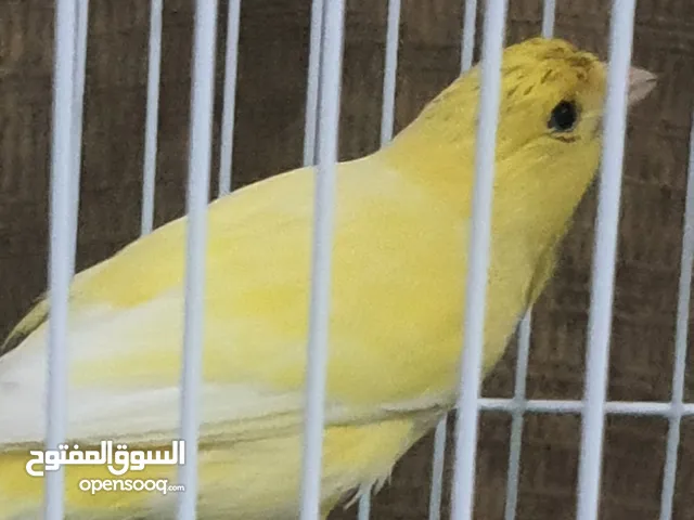 Canary bird with cage