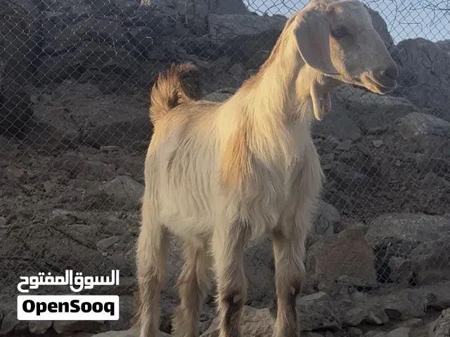 للبيع صخله يتوفر خدمة ذبح