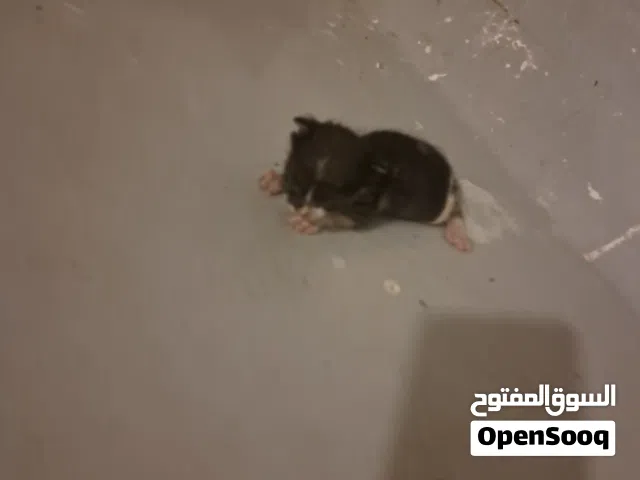 كيتن للتبني إنقاذ قطة