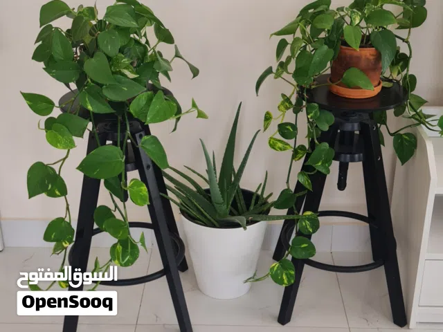 PAIR OF GORGEOUS PLANTS ON IKEA WOODEN BARSTOOLS PLUS AN ALOE VERA PLANT