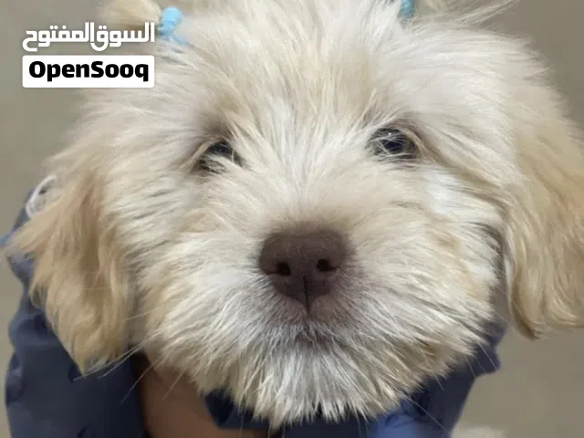 جرو فرنسي تيرير العمر شهرين للبيع