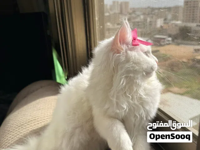 قطة شيرازي انغورا بيع سعر رمزي ^^