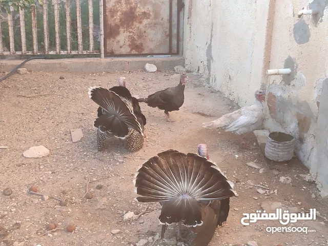 دجاج رومي للبيع