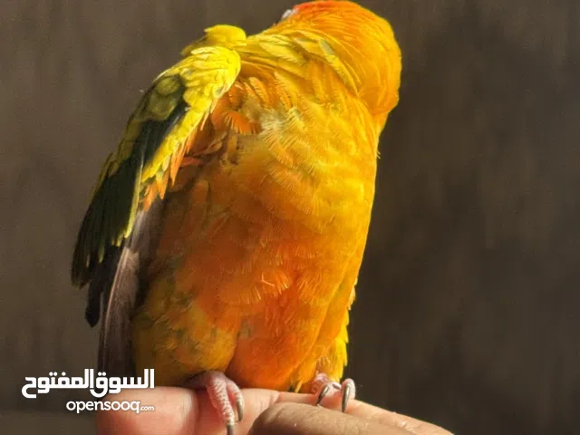 Mashallah full tamed sunconur