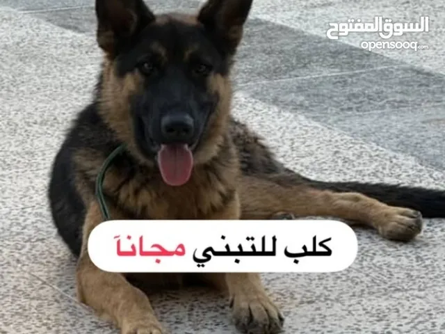 مطلوب كلب للتبني