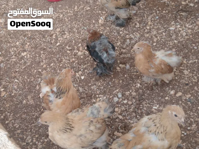 موجود نص طبق بيض براهمي جامبو