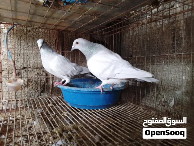 كوبية زاجل أقرا الوصف